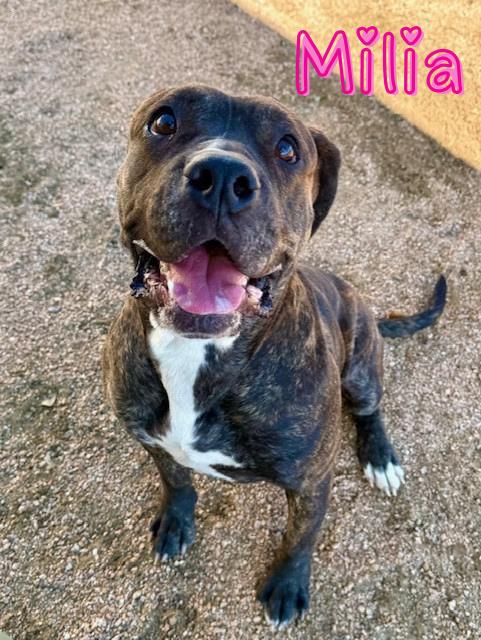 Milia, ADOPTABLE, Adult Male Pit Bull Terrier.