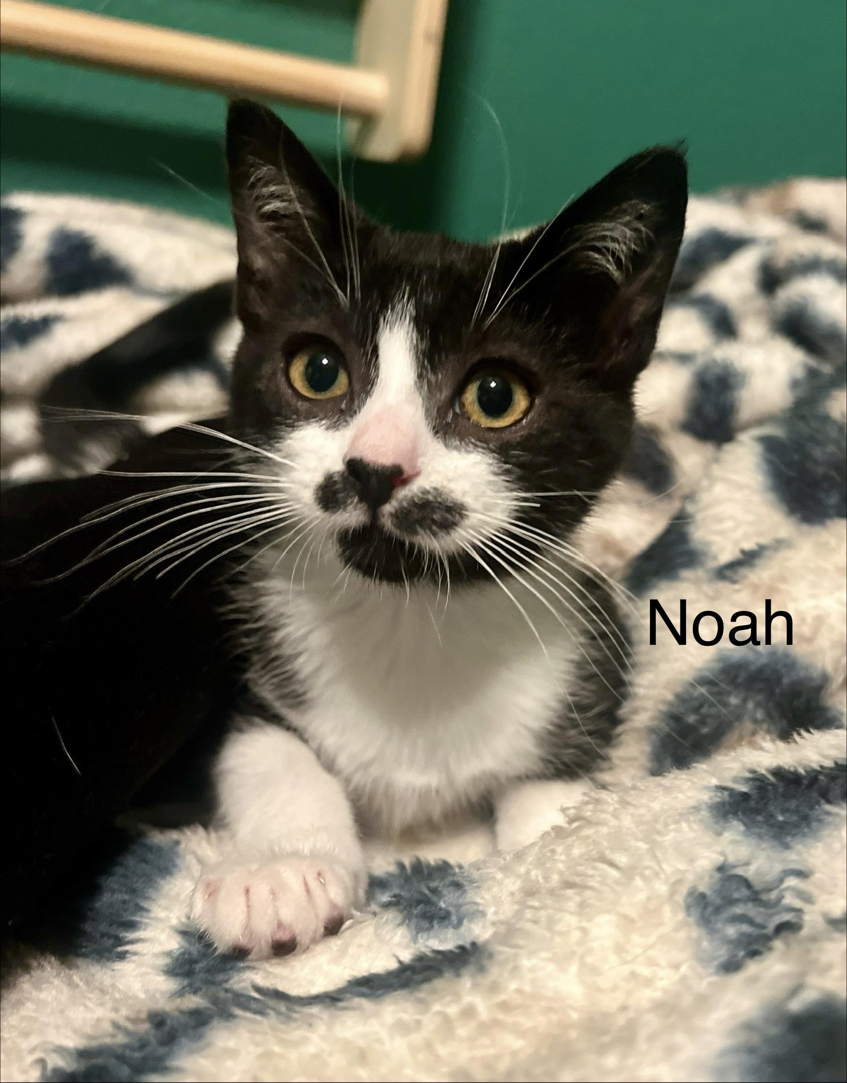 Enlarge Noah, a ADOPTABLE Tuxedo in Oakley, CA image 1/2