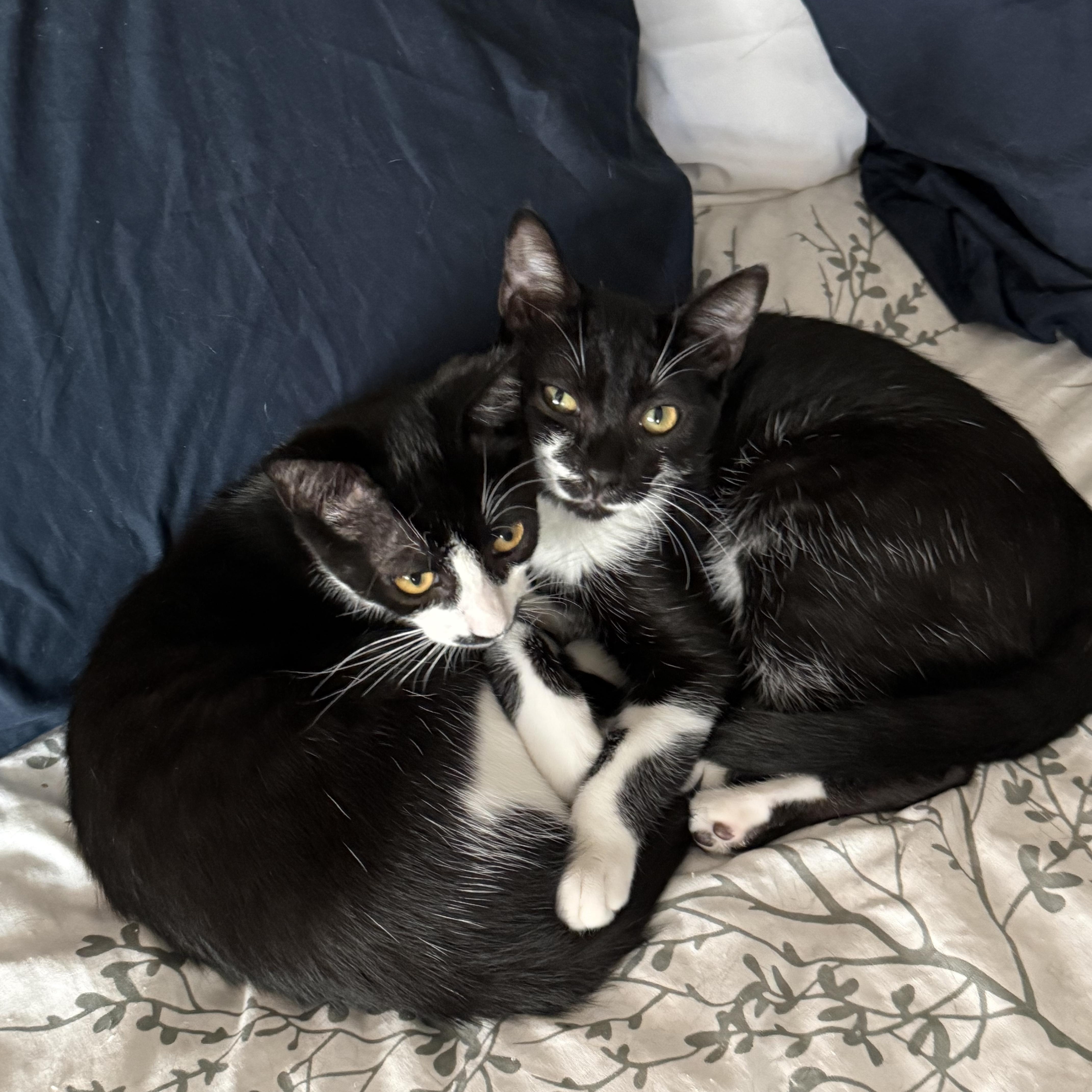 Enlarge Noah, a ADOPTABLE Tuxedo in Oakley, CA image 4/4