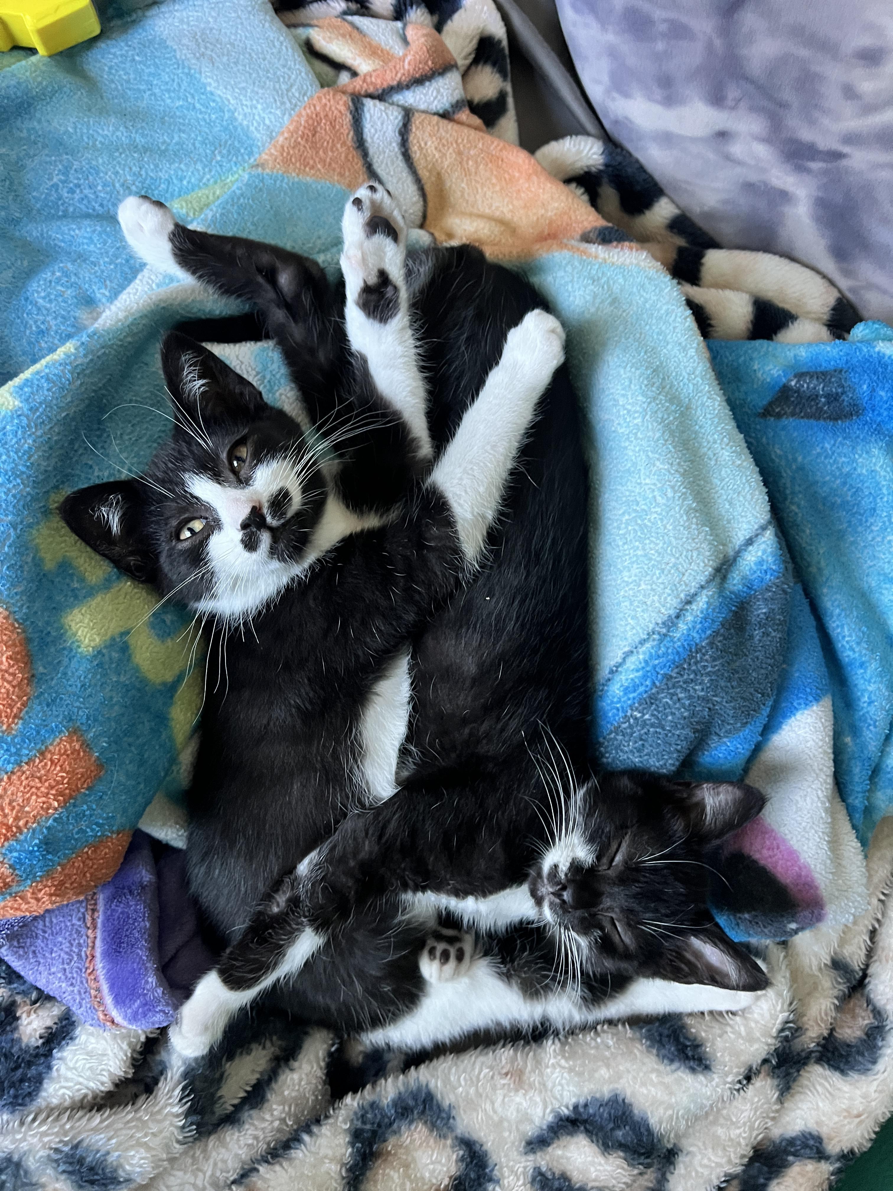 Enlarge Noah, a ADOPTABLE Tuxedo in Oakley, CA image 2/2