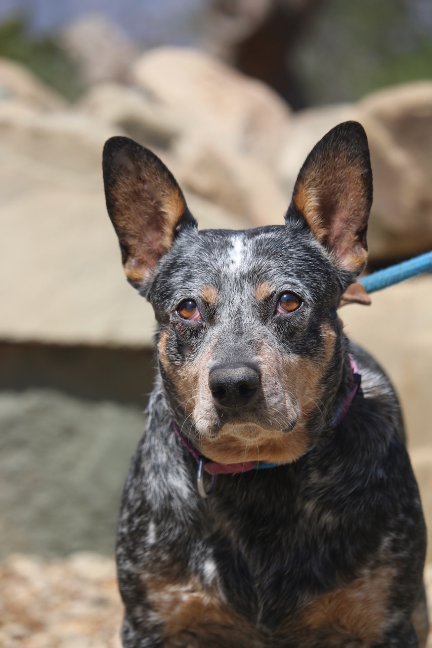Enlarge Betsy, a Adoptable mixed breed in Fillmore, CA image 1/10