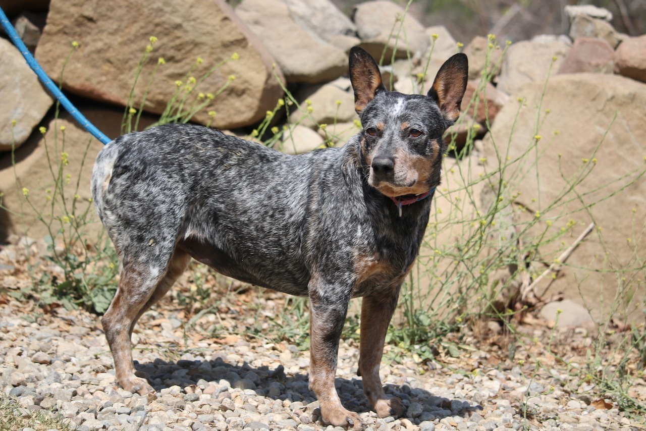 Enlarge Betsy, a Adoptable mixed breed in Fillmore, CA image 2/10