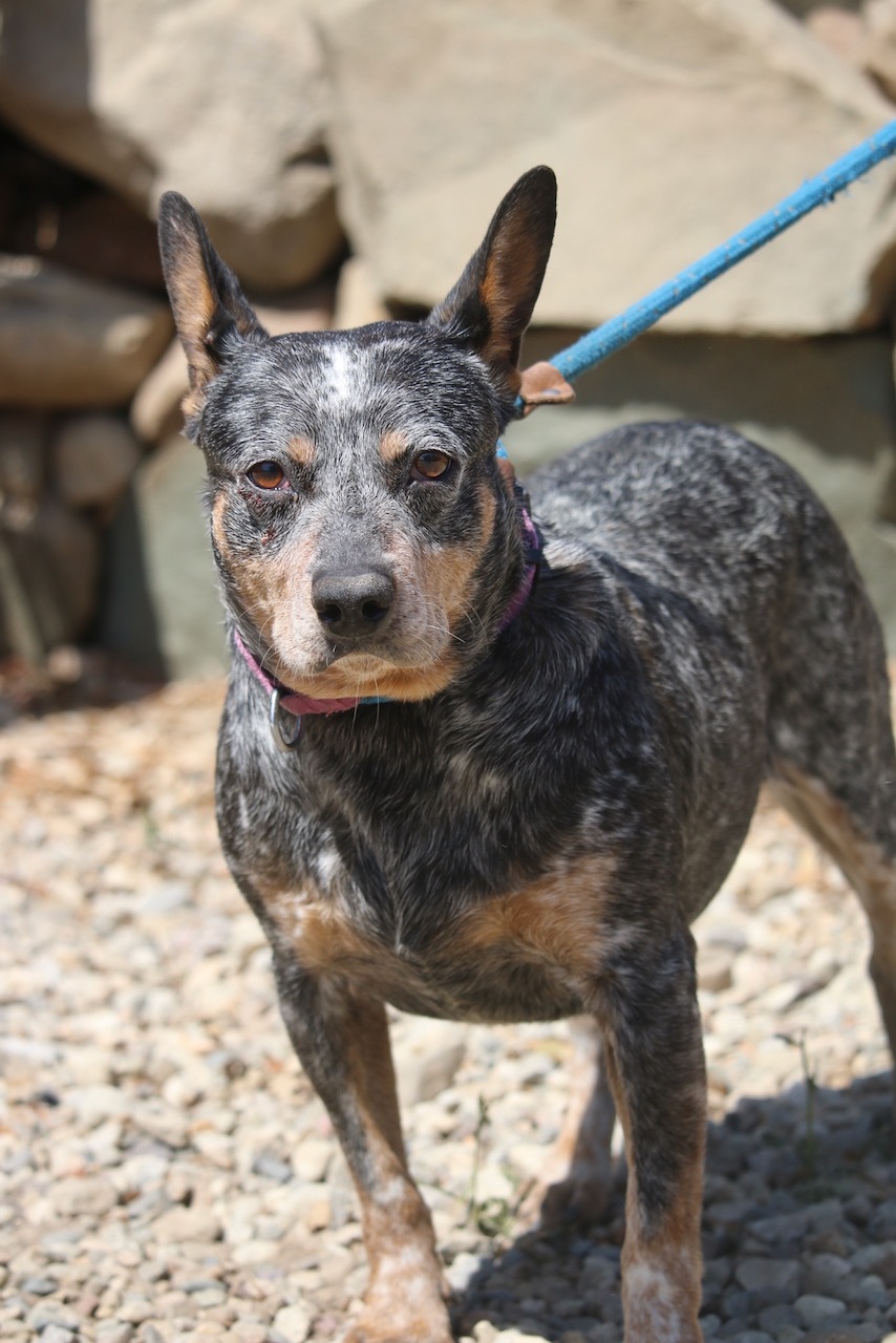 Enlarge Betsy, a Adoptable mixed breed in Fillmore, CA image 3/10