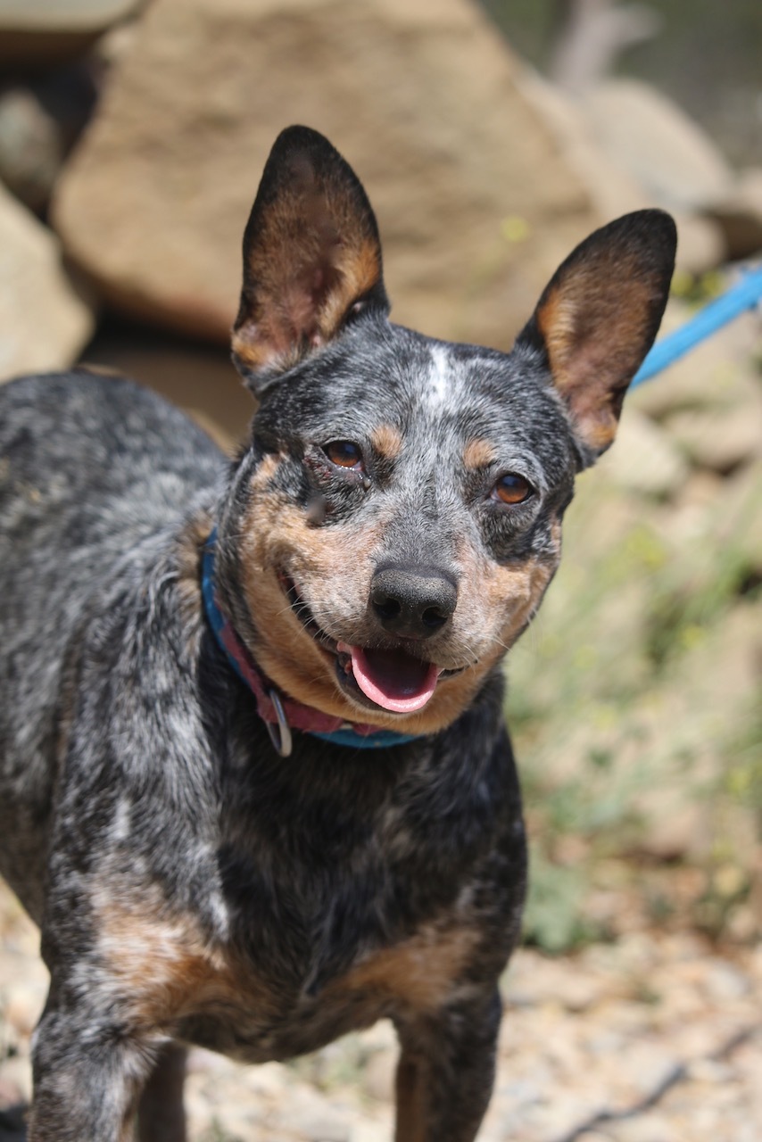 Enlarge Betsy, a Adoptable mixed breed in Fillmore, CA image 4/10