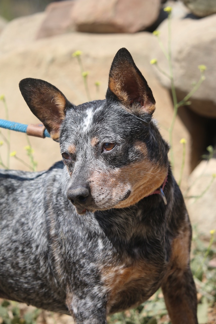 Enlarge Betsy, a Adoptable mixed breed in Fillmore, CA image 5/10
