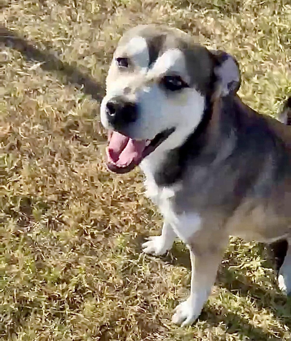 Enlarge Dan, a Adoptable mixed breed in DeWitt, NY image 2/6