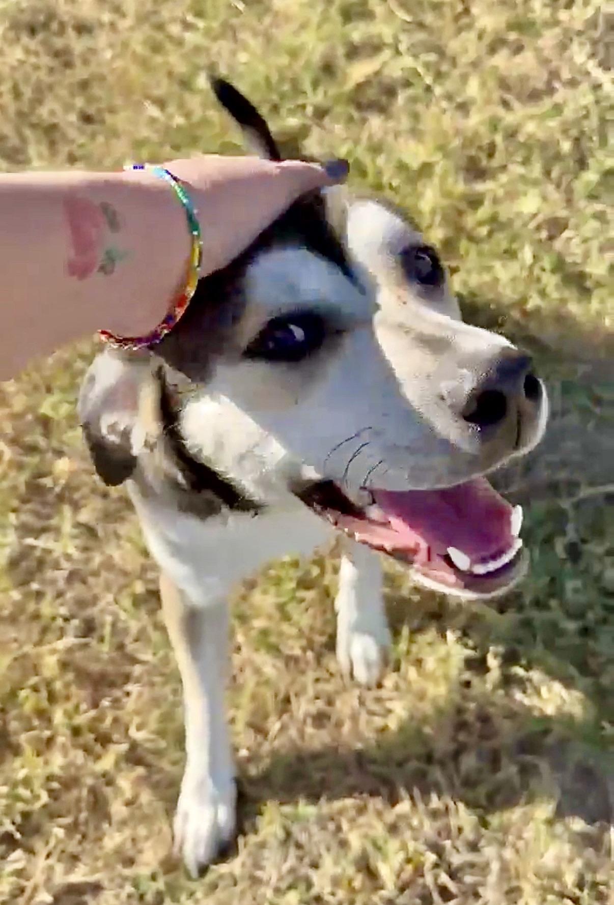 Enlarge Dan, a Adoptable mixed breed in DeWitt, NY image 3/6