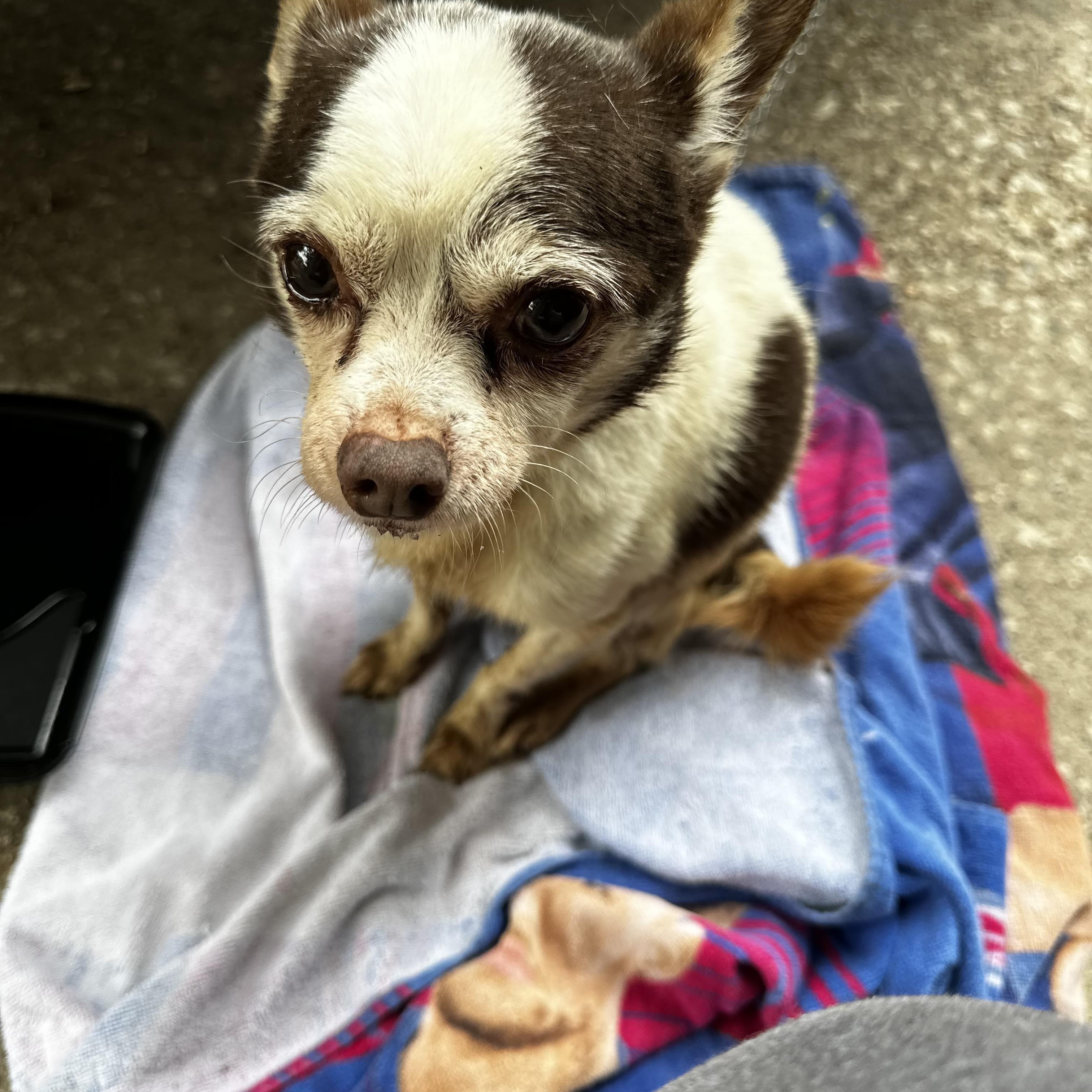 TINY, Senior Male Chihuahua