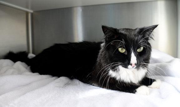 Thor, an adopted mixed breed in Fort Leavenworth, KS image 5/5