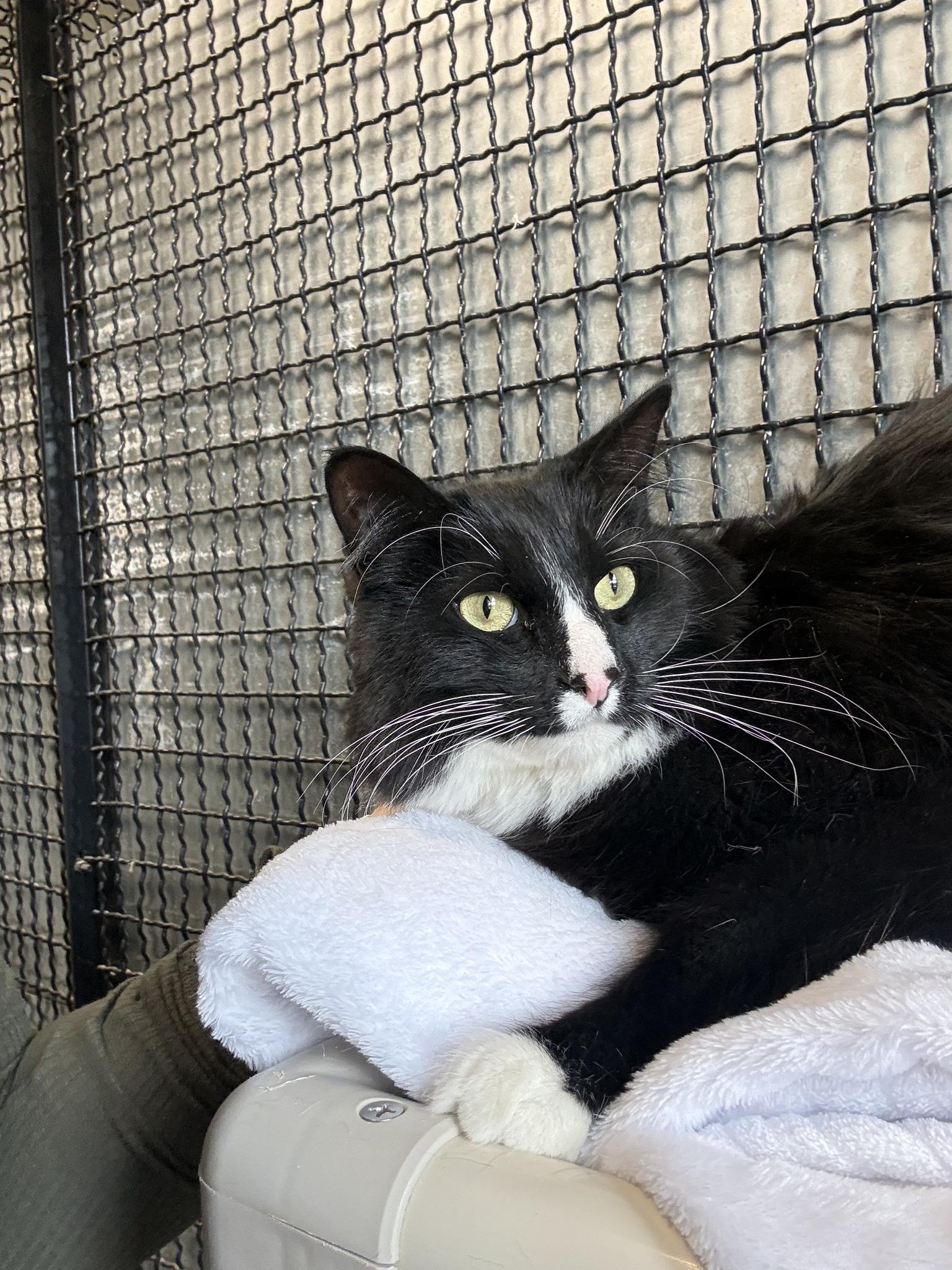 Thor, ADOPTABLE, Adult Male Domestic Medium Hair & Tuxedo.