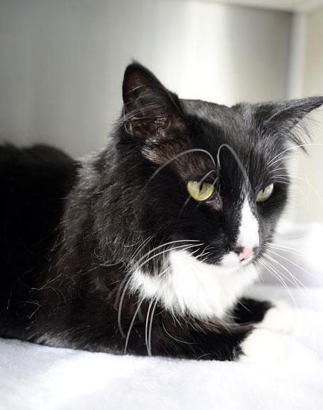 Thor, an adopted mixed breed in Fort Leavenworth, KS image 2/5