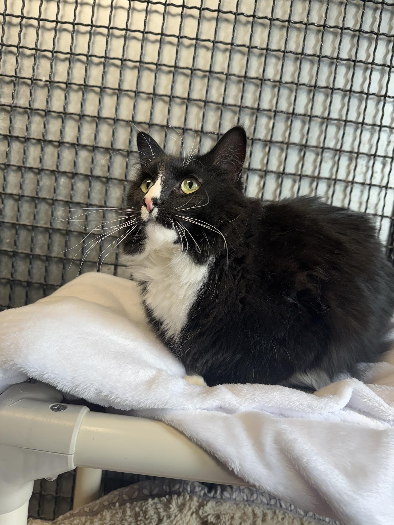 Thor, an adopted mixed breed in Fort Leavenworth, KS image 4/5