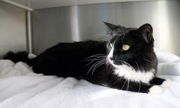 Thor, adopted, Adult Male Domestic Medium Hair & Tuxedo.