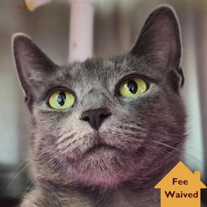 Oceanside Villa, Adoptable, Young Female Domestic Short Hair & Domestic Short Hair.