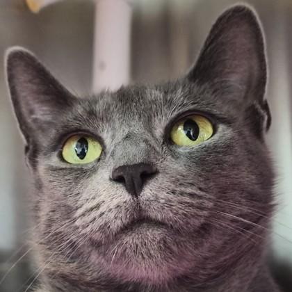 Oceanside Villa, Adoptable, Young Female Domestic Short Hair & Domestic Short Hair.