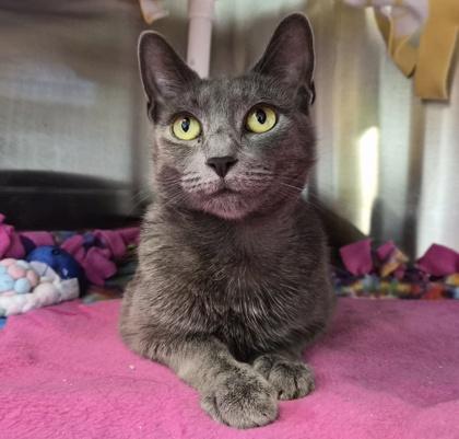 Enlarge Oceanside Villa, a Adoptable Domestic Short Hair in Pleasanton, CA image 2/3