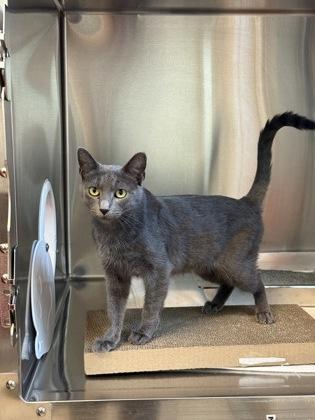 Enlarge Oceanside Villa, a Adoptable Domestic Short Hair in Pleasanton, CA image 3/3
