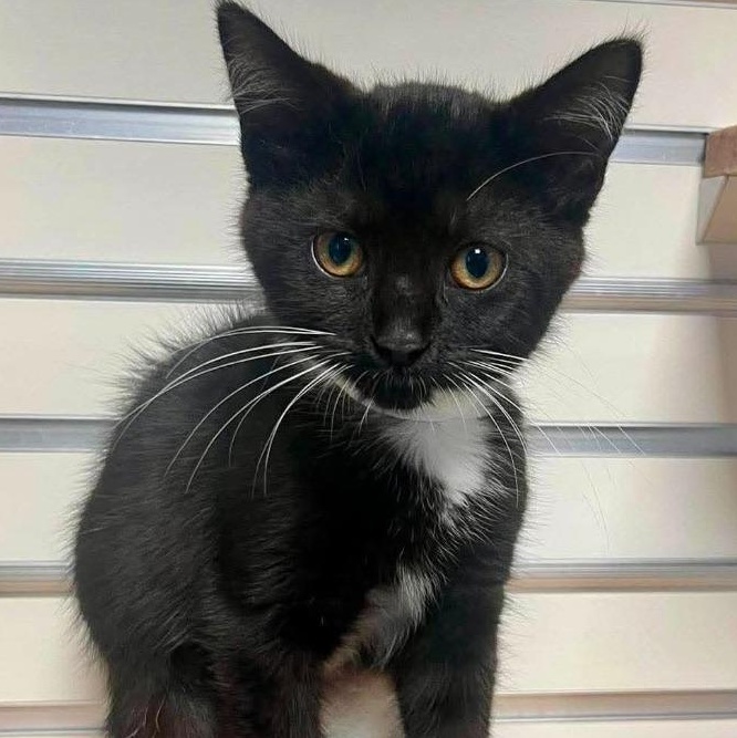 Sundae, ADOPTABLE, Young Female Domestic Short Hair.