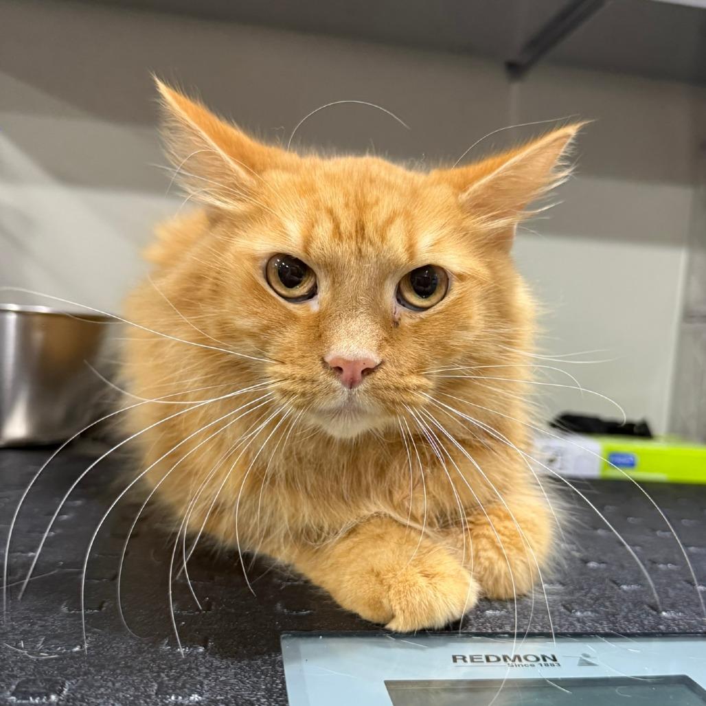 Enlarge Bruce, a Adoptable Domestic Medium Hair in Bridgeville, PA image 1/1