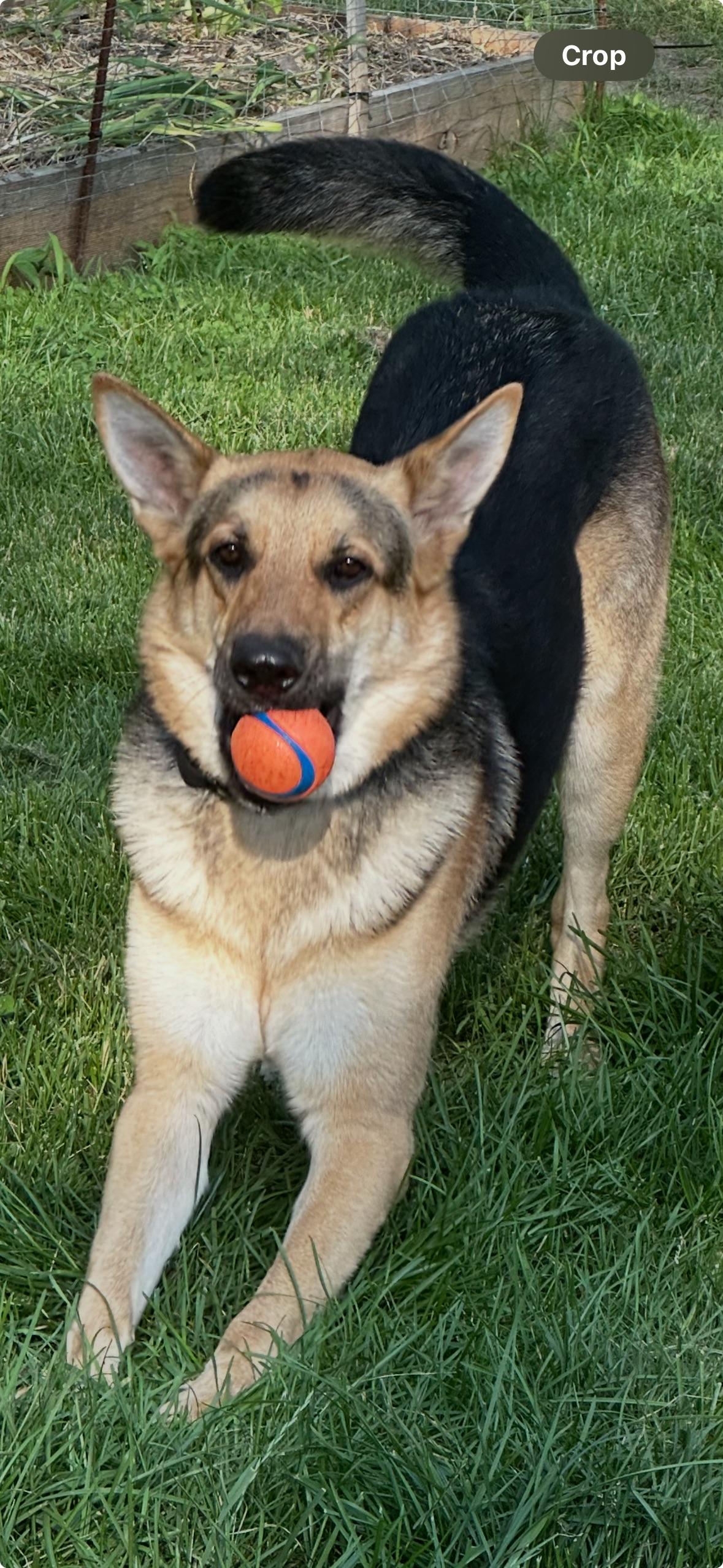 Matteo