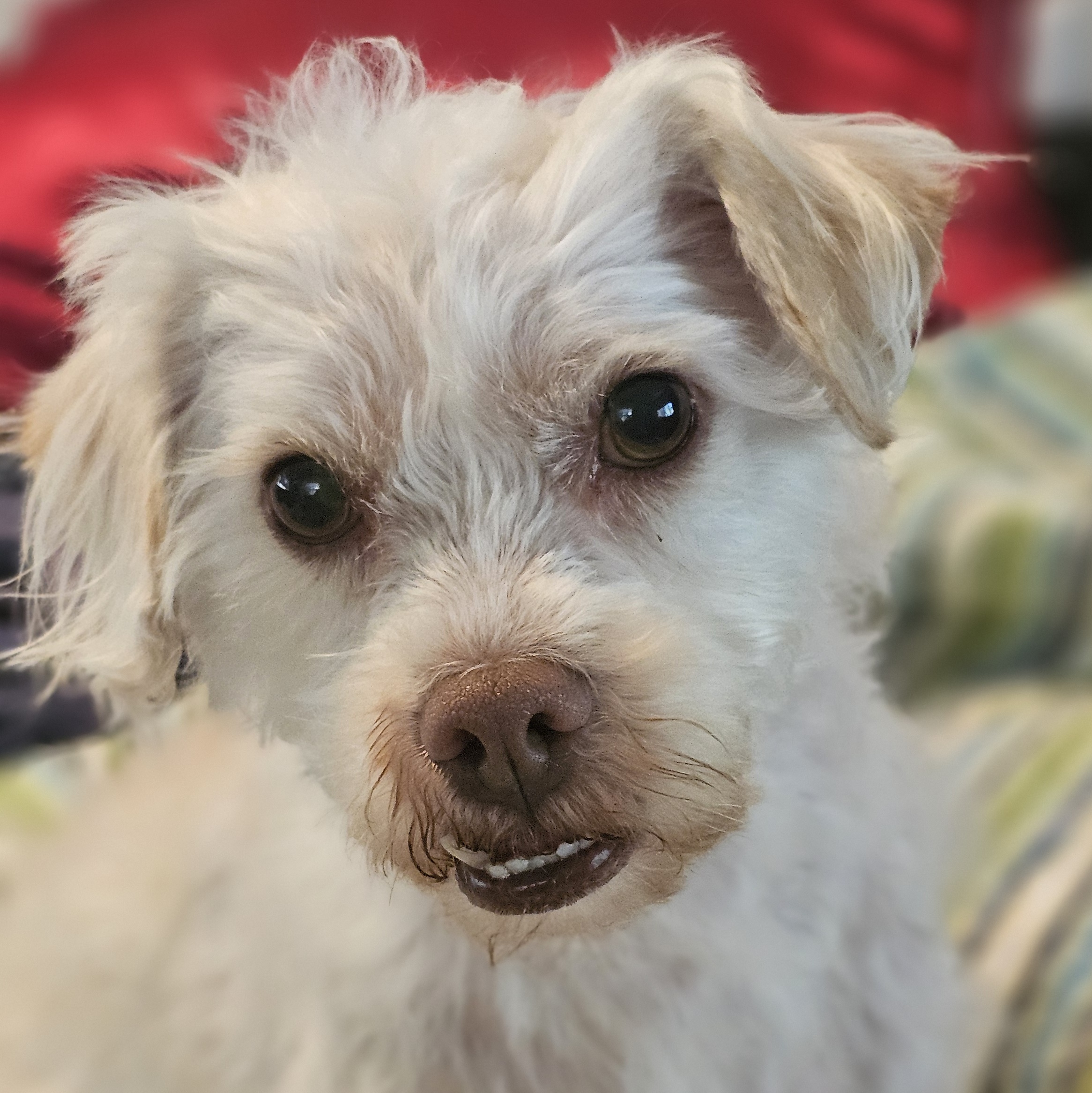 Sofie, Adopted, Adult Female Terrier & Miniature Poodle.