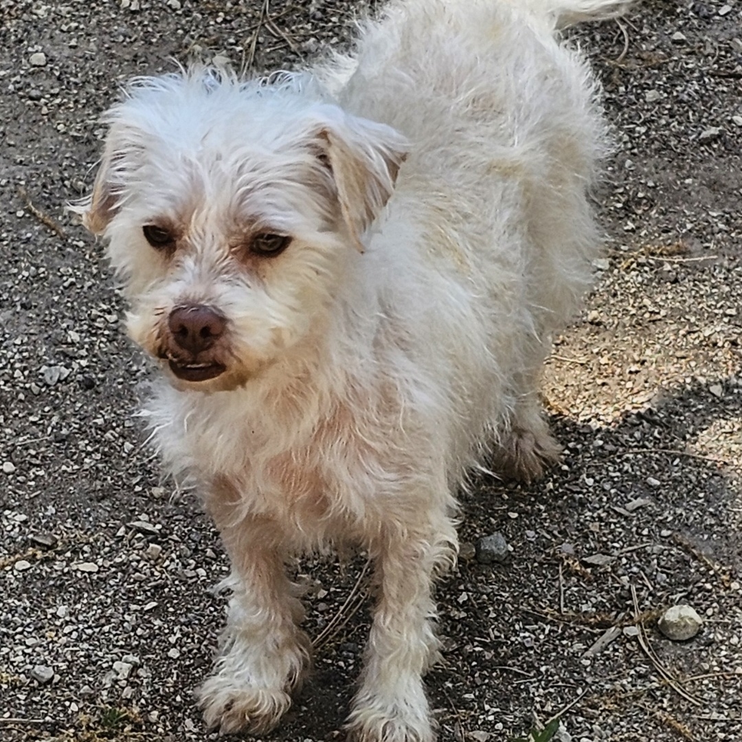 Enlarge Sofie, a Adopted mixed breed in Yreka, CA image 2/6