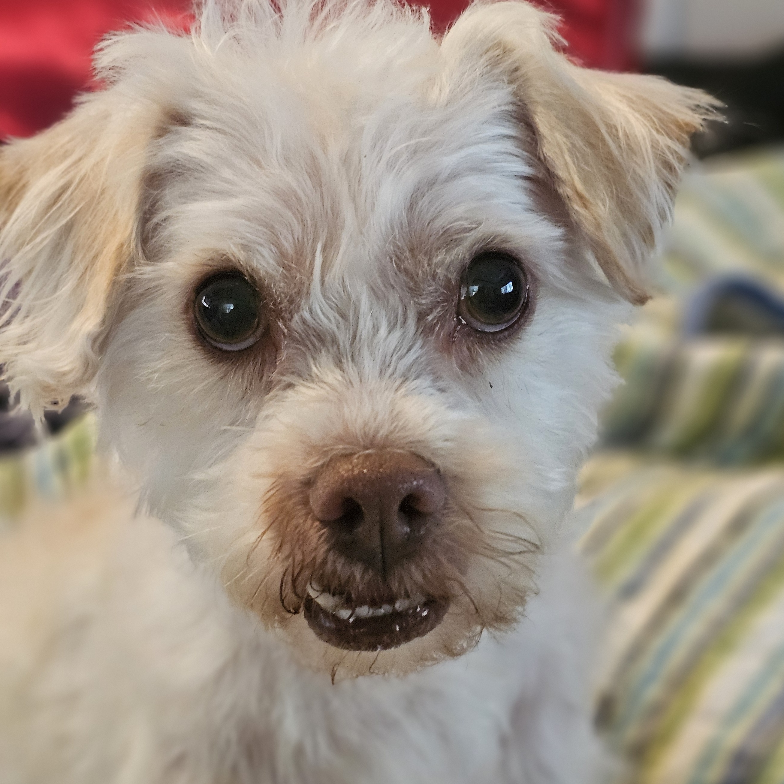 Enlarge Sofie, a Adopted mixed breed in Yreka, CA image 3/6