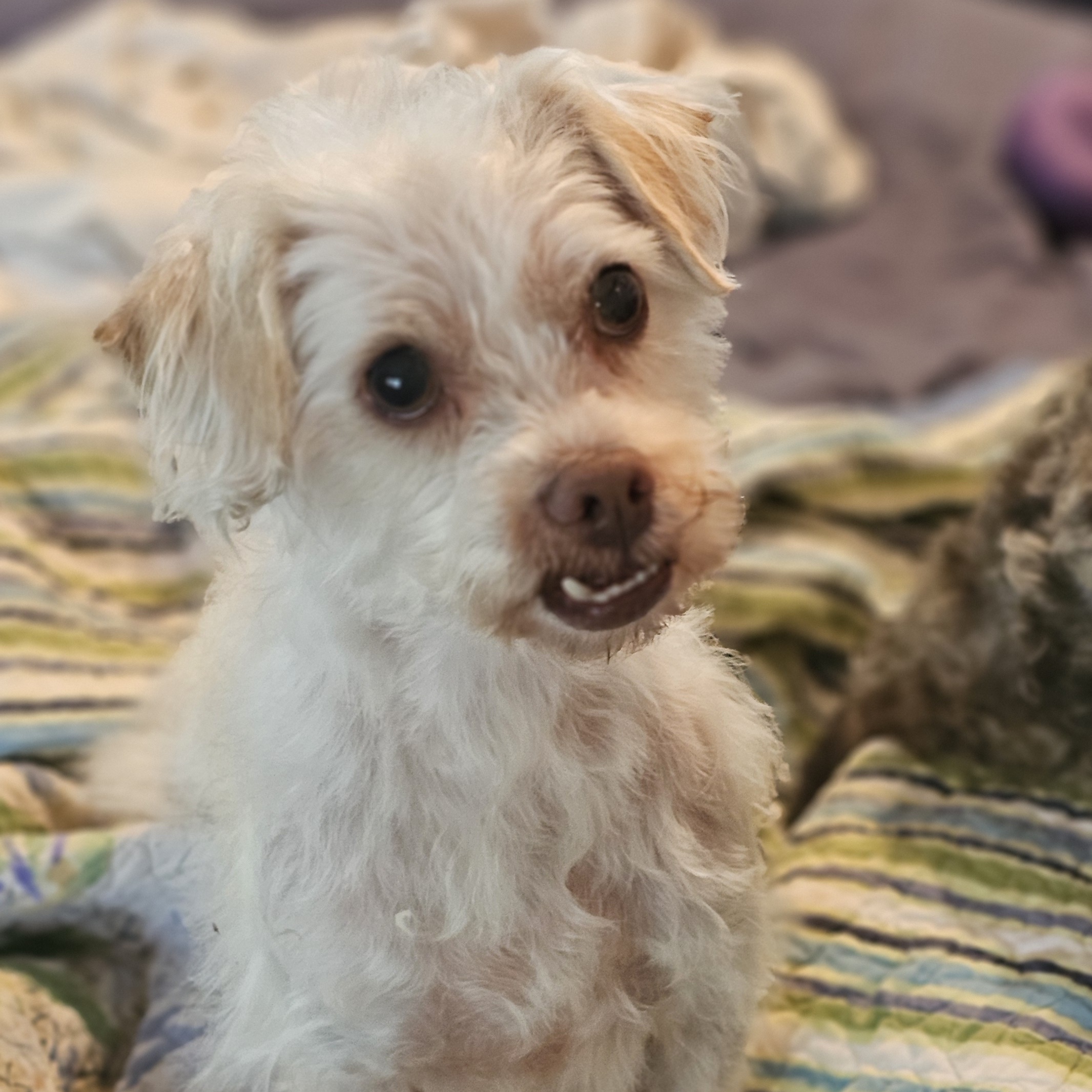 Enlarge Sofie, a Adopted mixed breed in Yreka, CA image 4/6