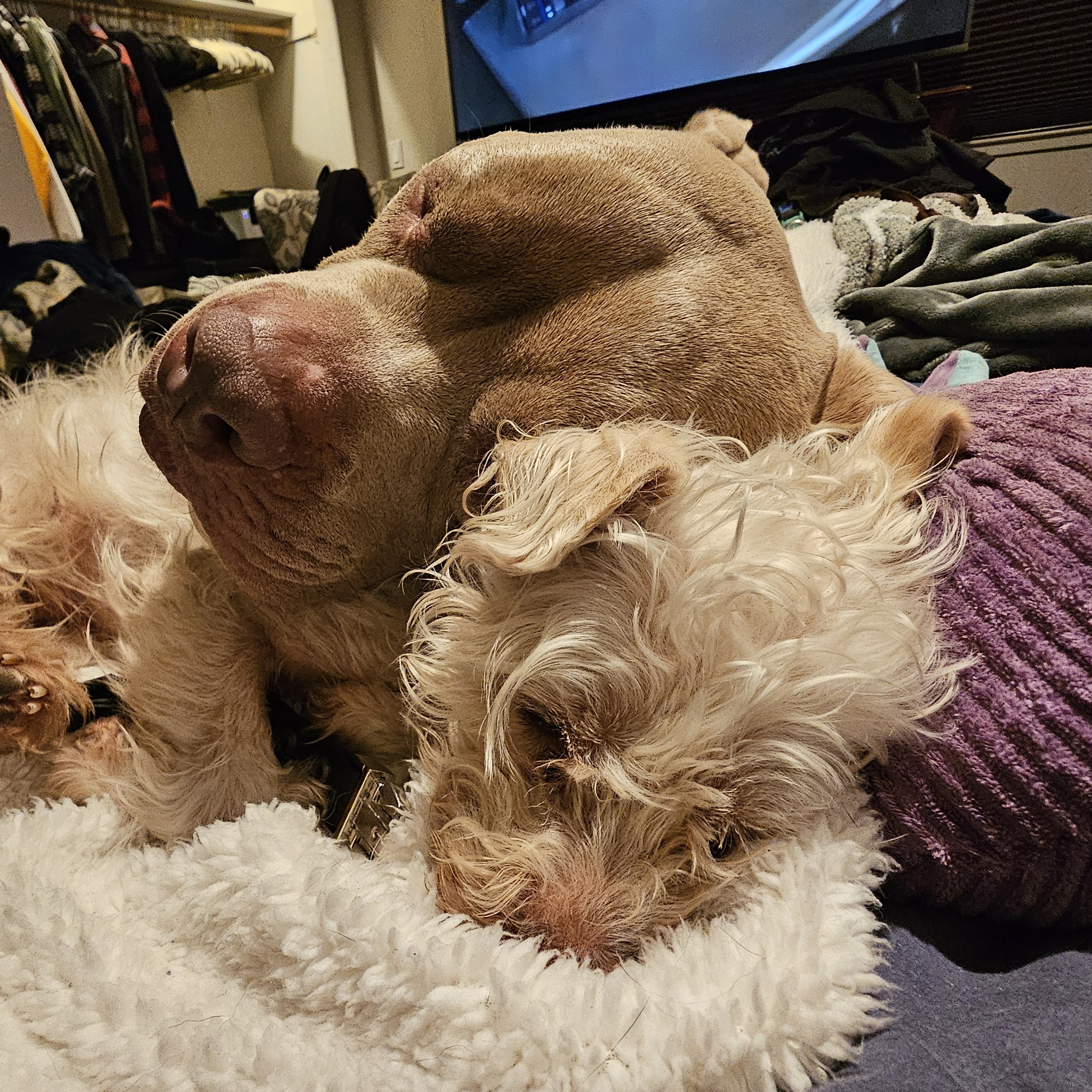 Enlarge Sofie, a Adopted mixed breed in Yreka, CA image 5/6