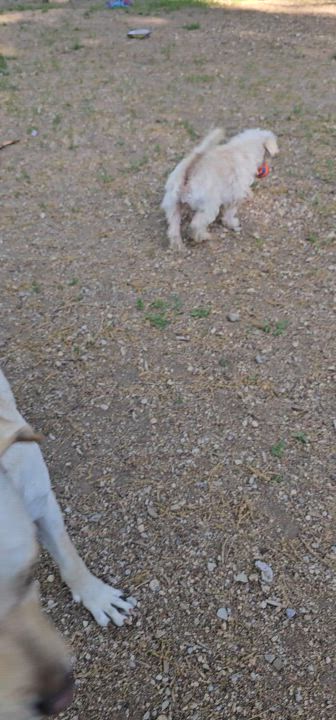 Enlarge Sofie, a Adopted mixed breed in Yreka, CA video 6/6