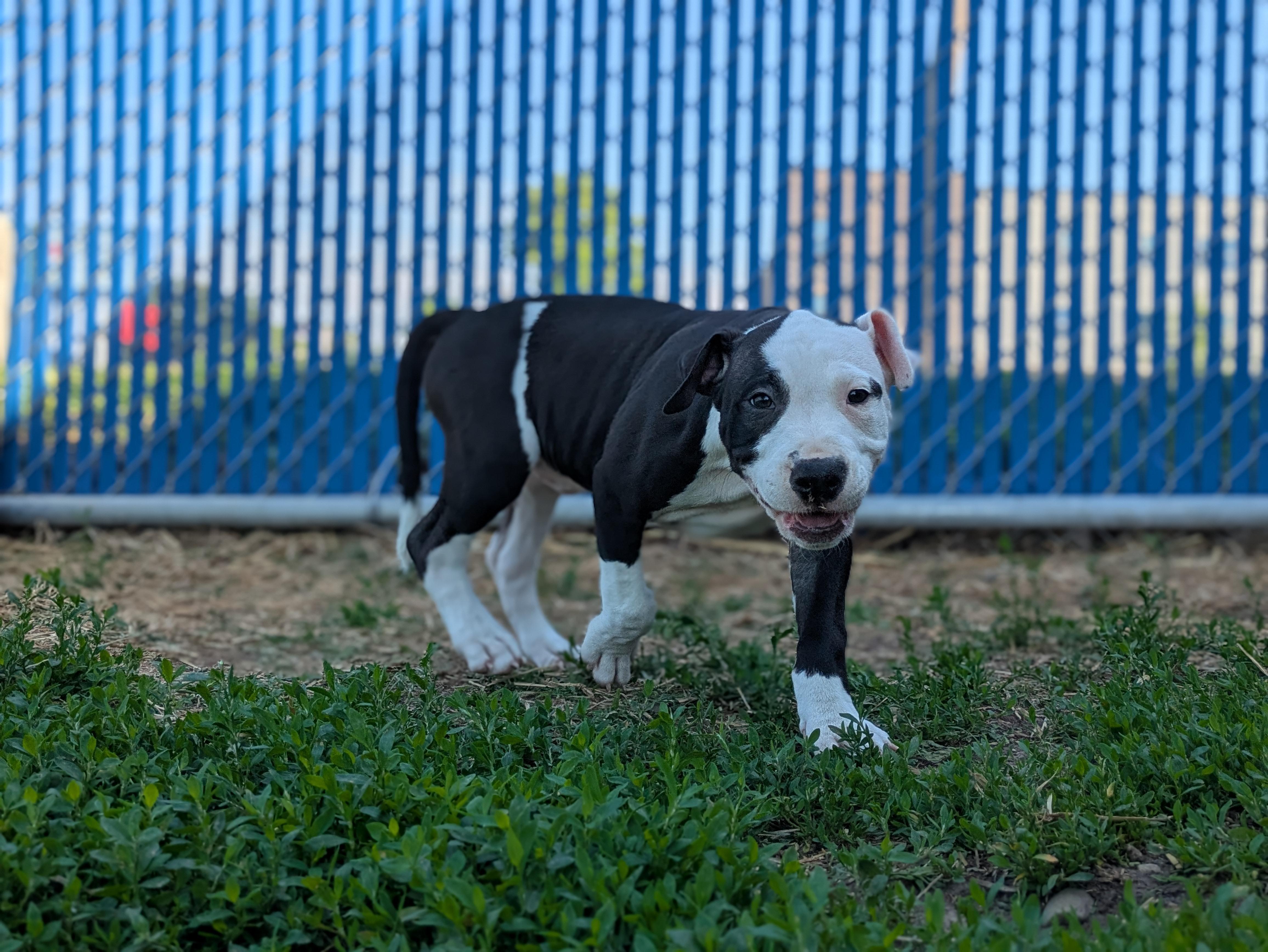 Marquis de Lafayette, an adopted mixed breed in Des Moines, IA image 3/4
