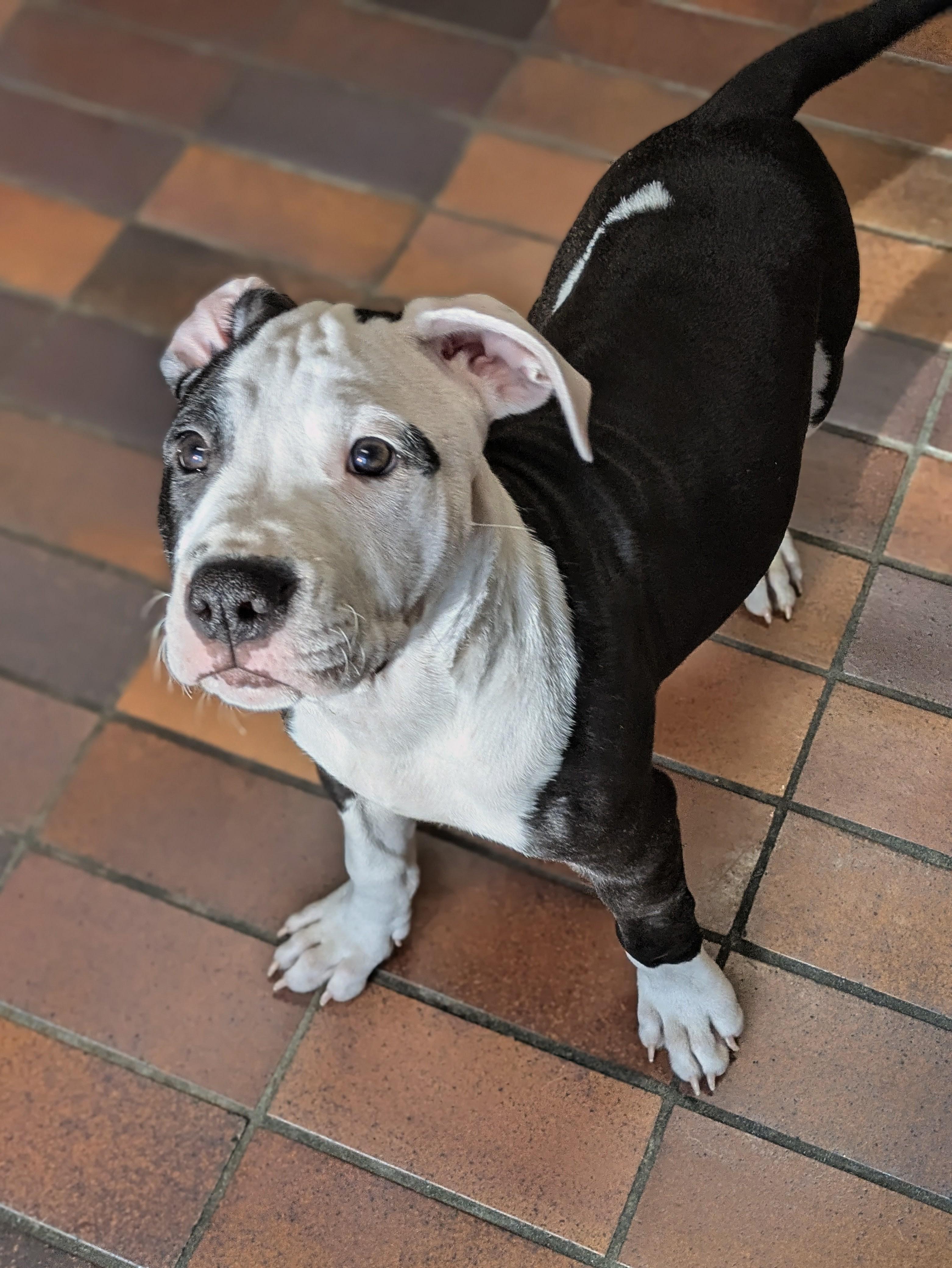 Marquis de Lafayette, an adopted mixed breed in Des Moines, IA image 1/4