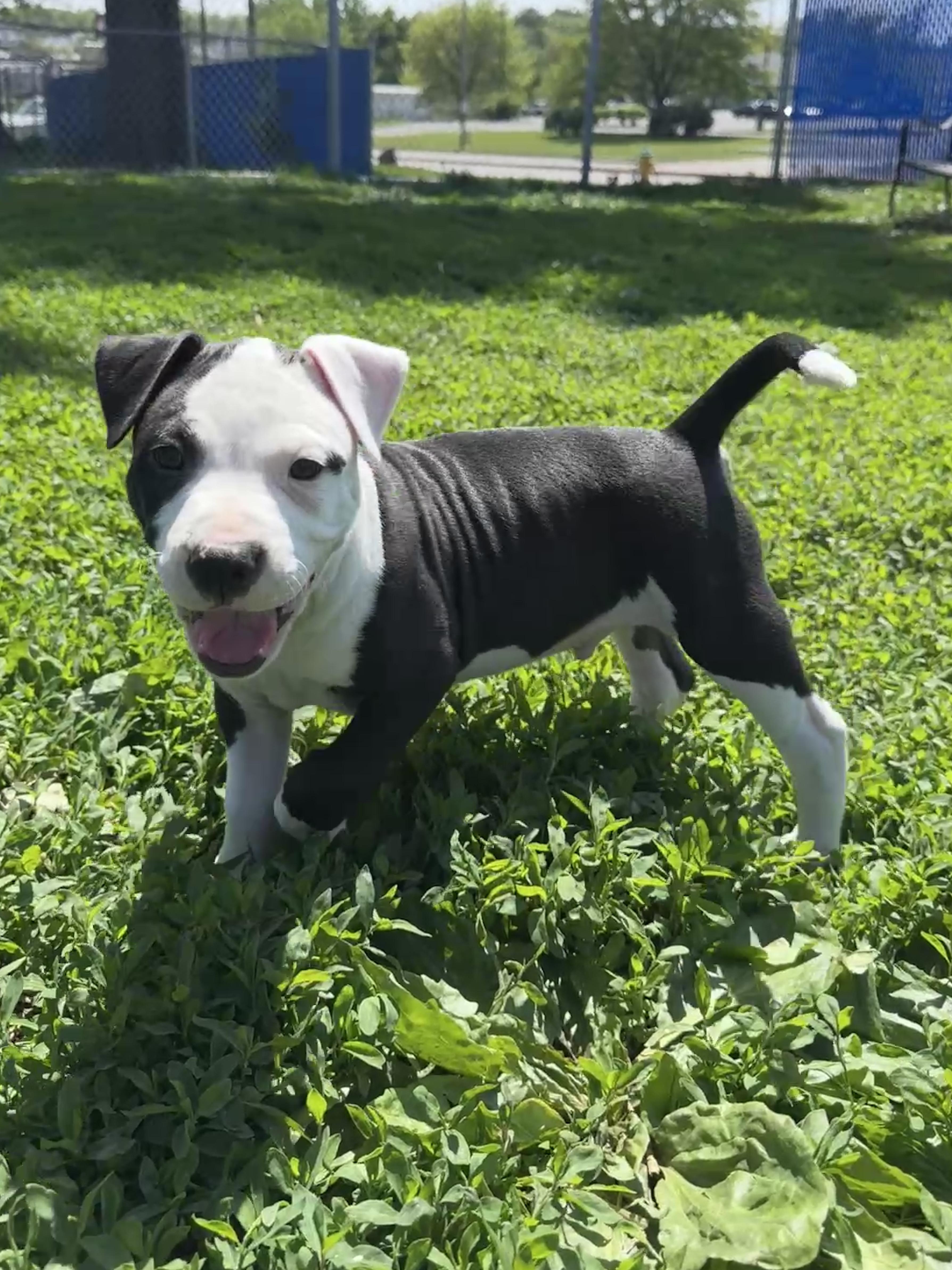 Marquis de Lafayette, an adopted mixed breed in Des Moines, IA image 4/4