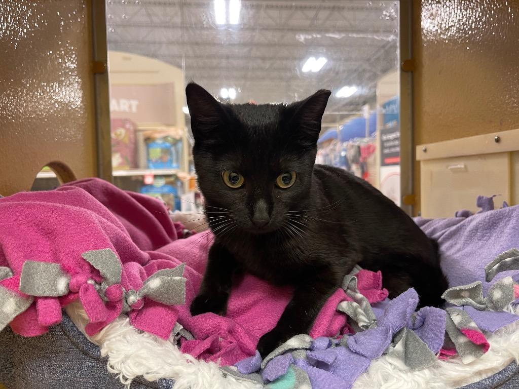 Truffles, Adoptable, Adult Female Domestic Short Hair.