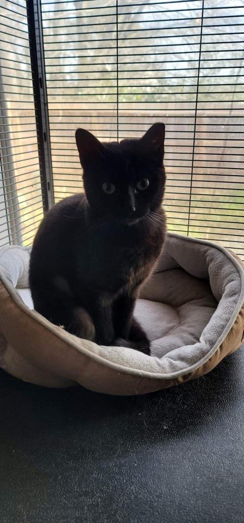 Truffles, a Adoptable mixed breed in Spring, TX image 2/5