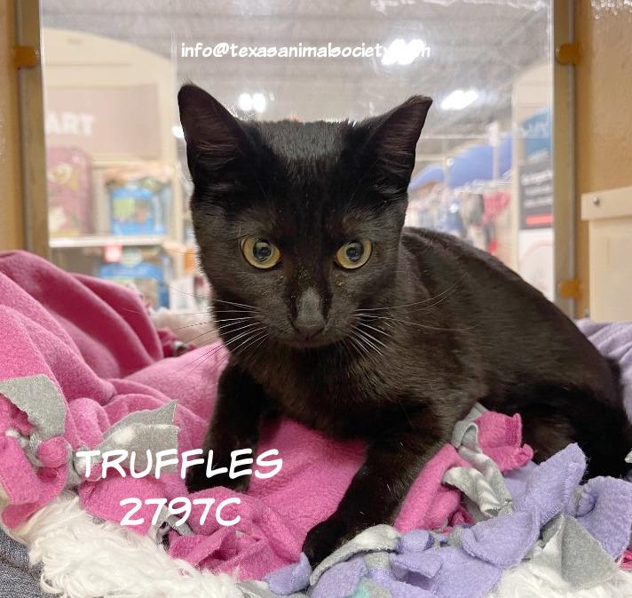 Enlarge Truffles, a Adoptable mixed breed in Spring, TX image 2/5