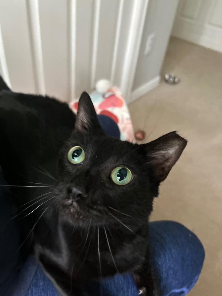 Truffles, a Adoptable mixed breed in Spring, TX image 5/5