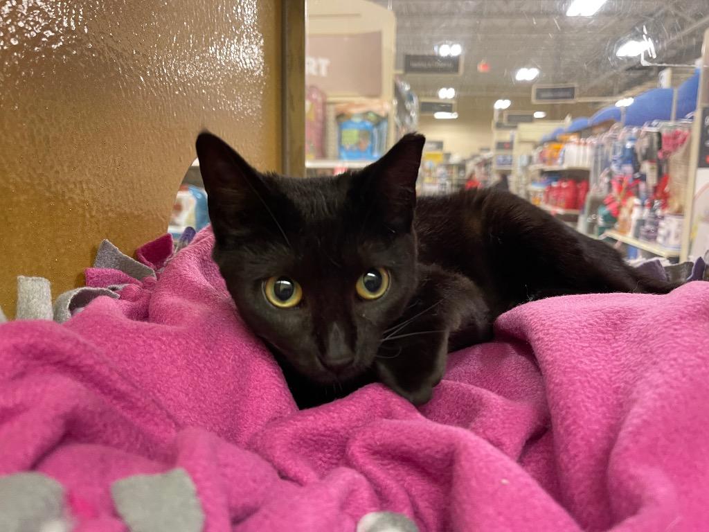 Enlarge Truffles, a Adoptable mixed breed in Spring, TX image 5/5