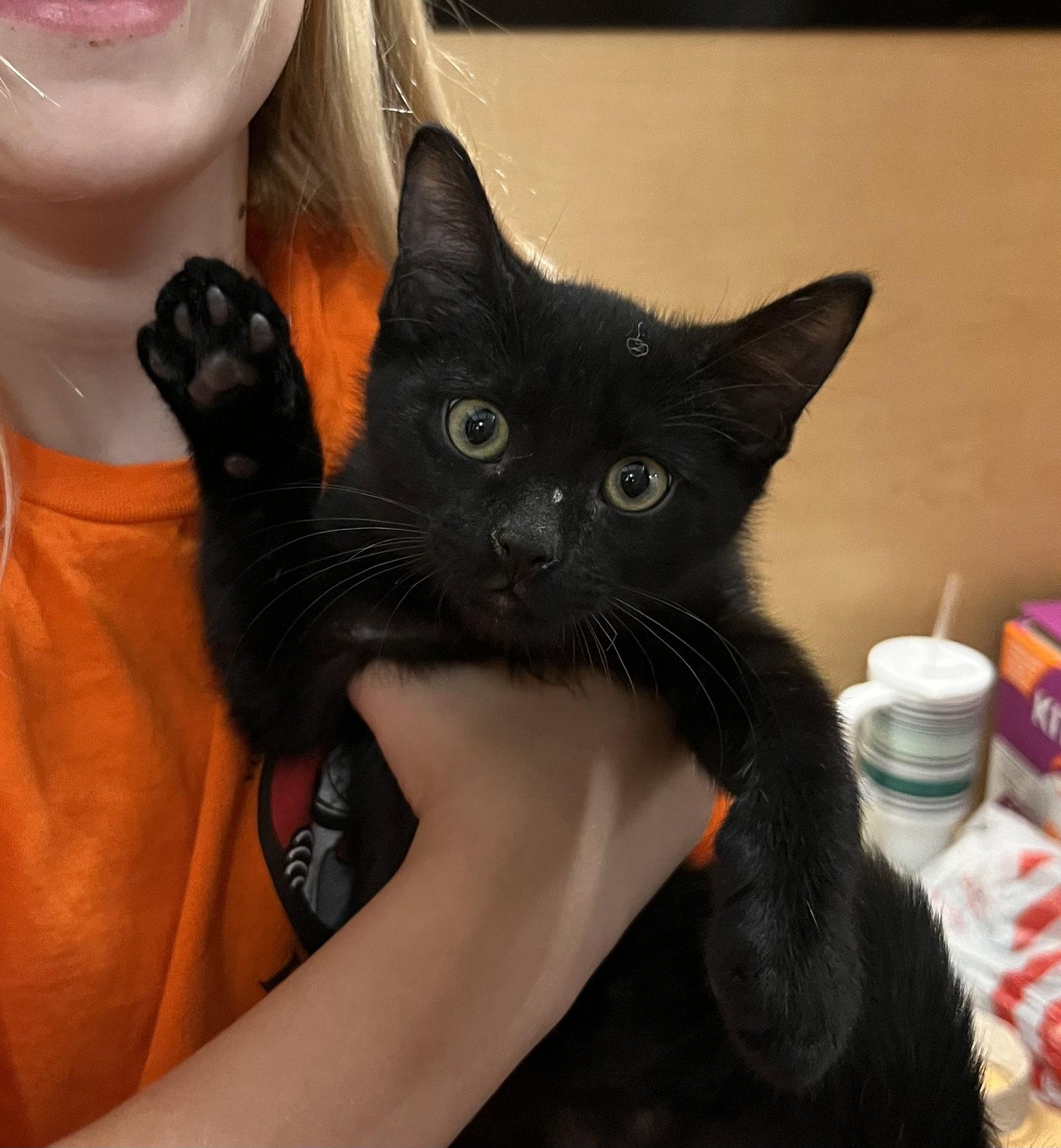 Allen, Adoptable, Young Male Domestic Short Hair.
