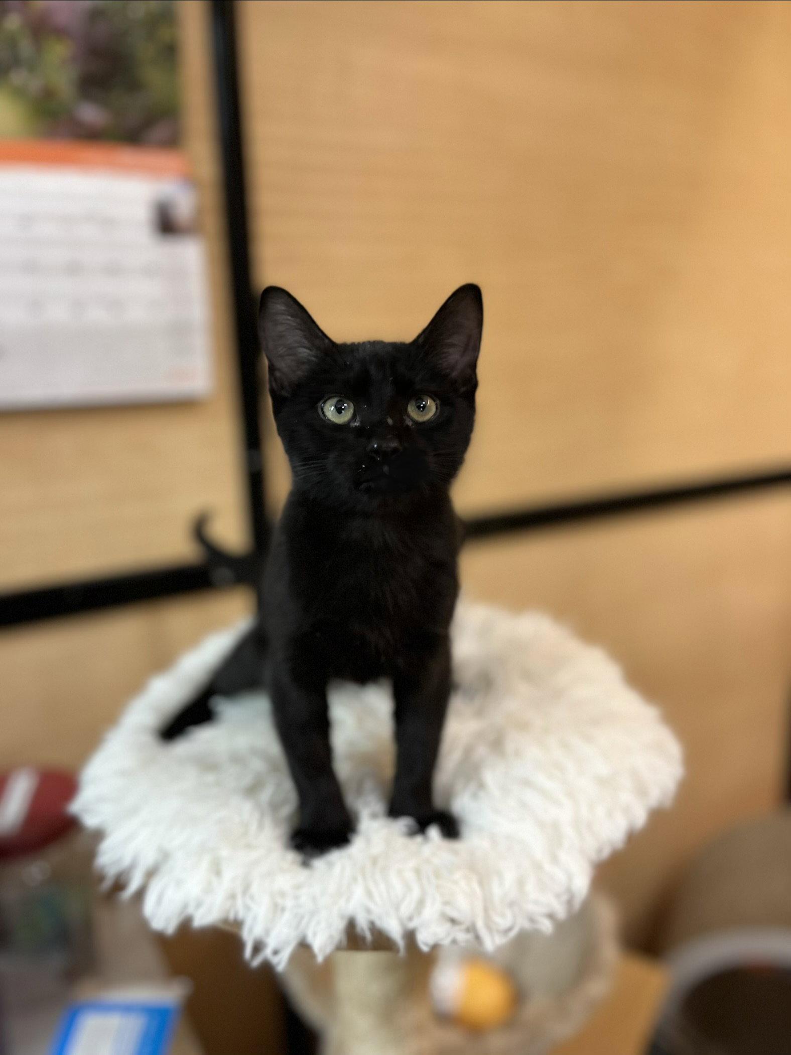 Enlarge Allen, a Adoptable Domestic Short Hair in Scottsdale, AZ image 2/3