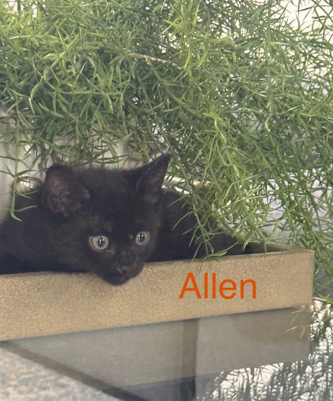 Enlarge Allen, a Adoptable Domestic Short Hair in Scottsdale, AZ image 3/3