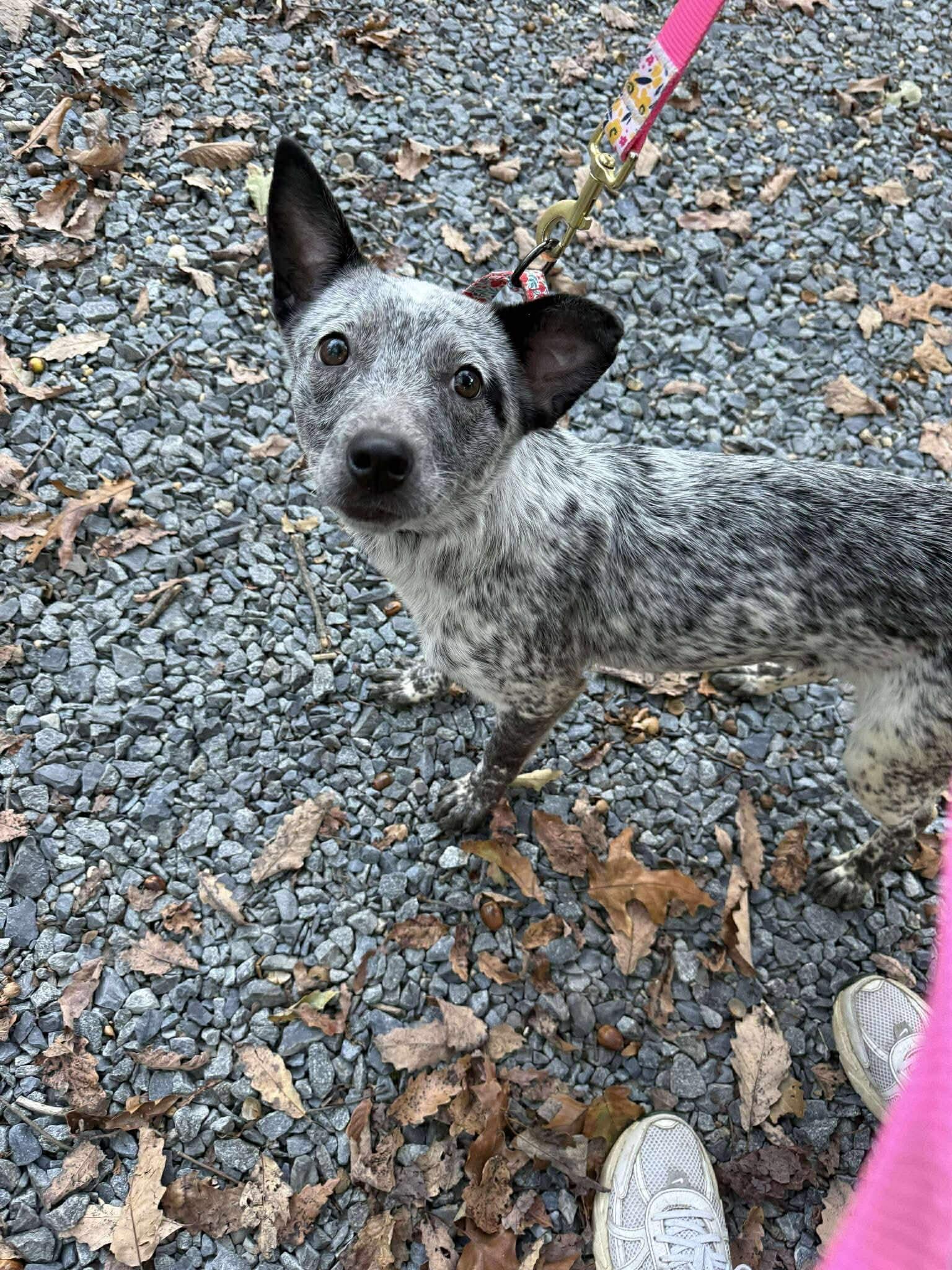 Becca, a Adoptable Cattle Dog in Jackson , NJ image 1/4