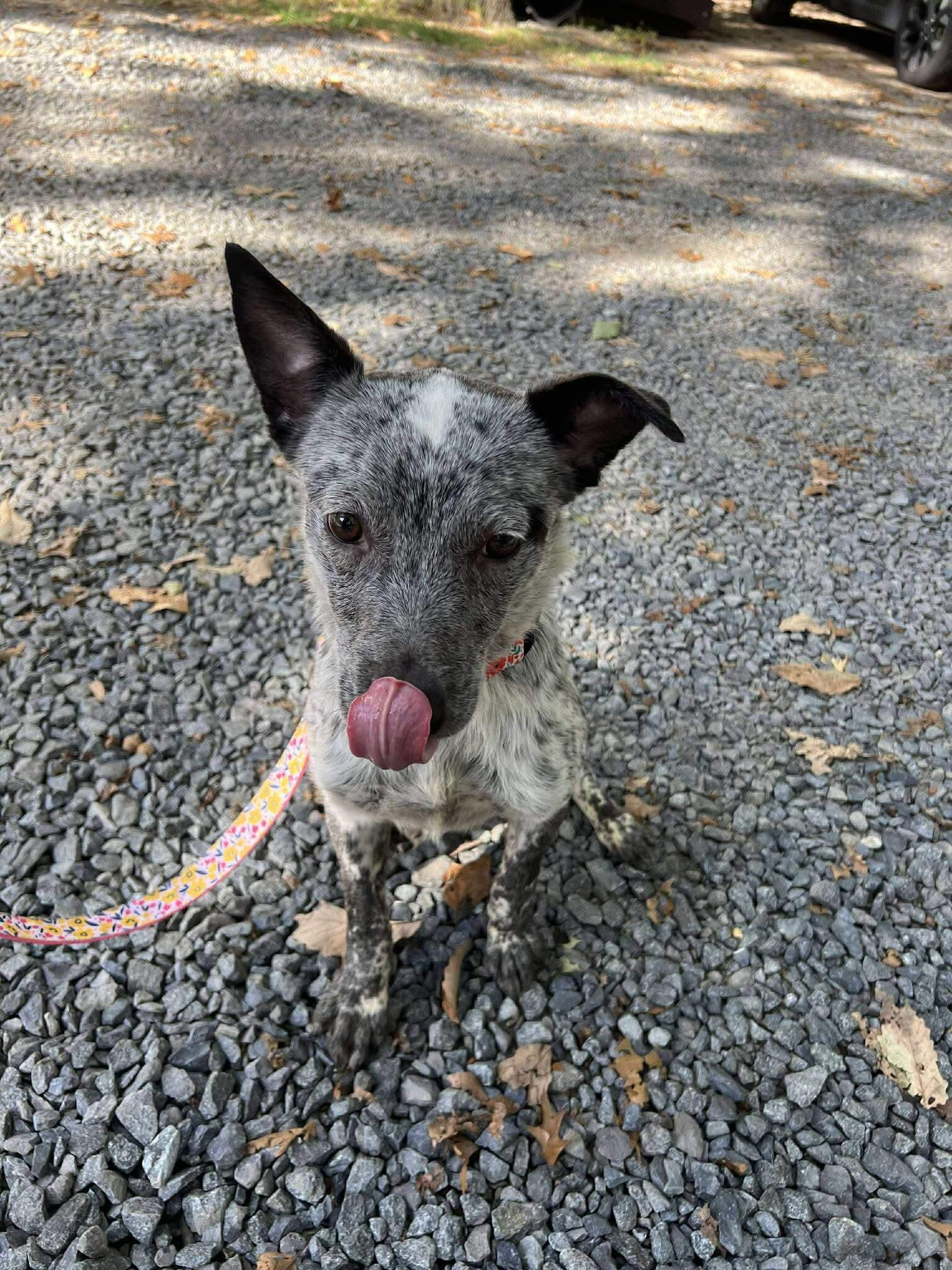 Becca, a Adoptable Cattle Dog in Jackson , NJ image 2/4