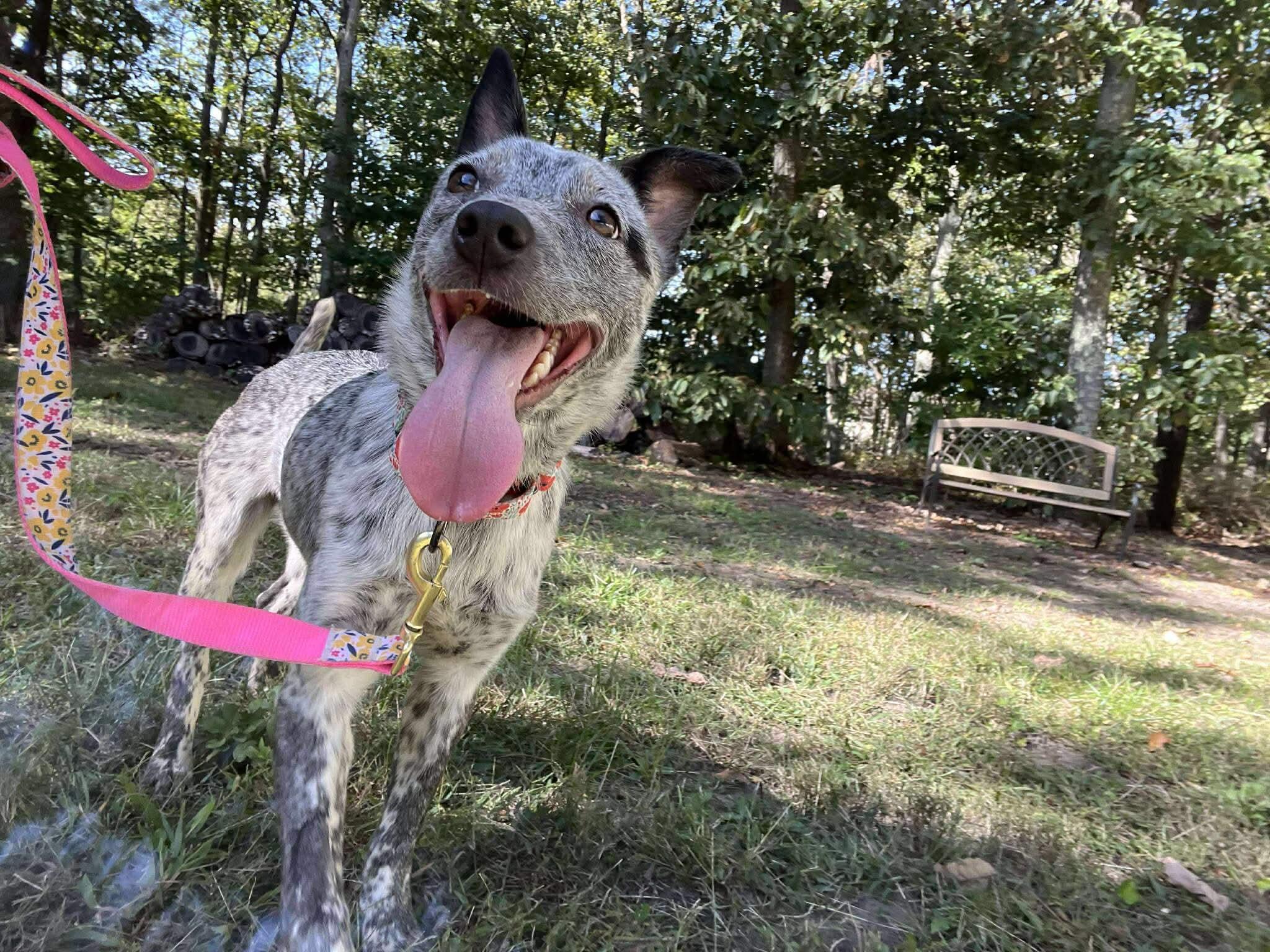 Becca, a Adoptable Cattle Dog in Jackson , NJ image 3/4