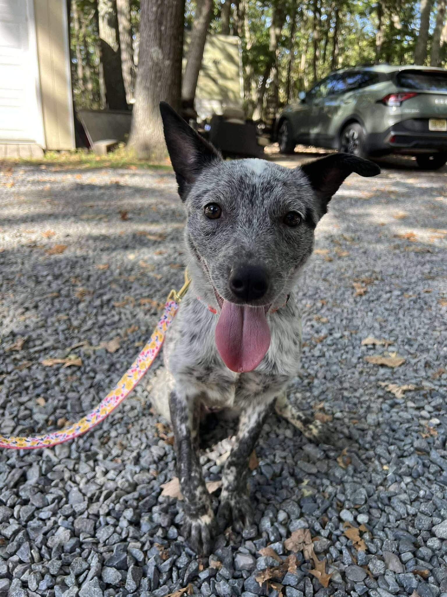 Becca, a Adoptable Cattle Dog in Jackson , NJ image 4/4