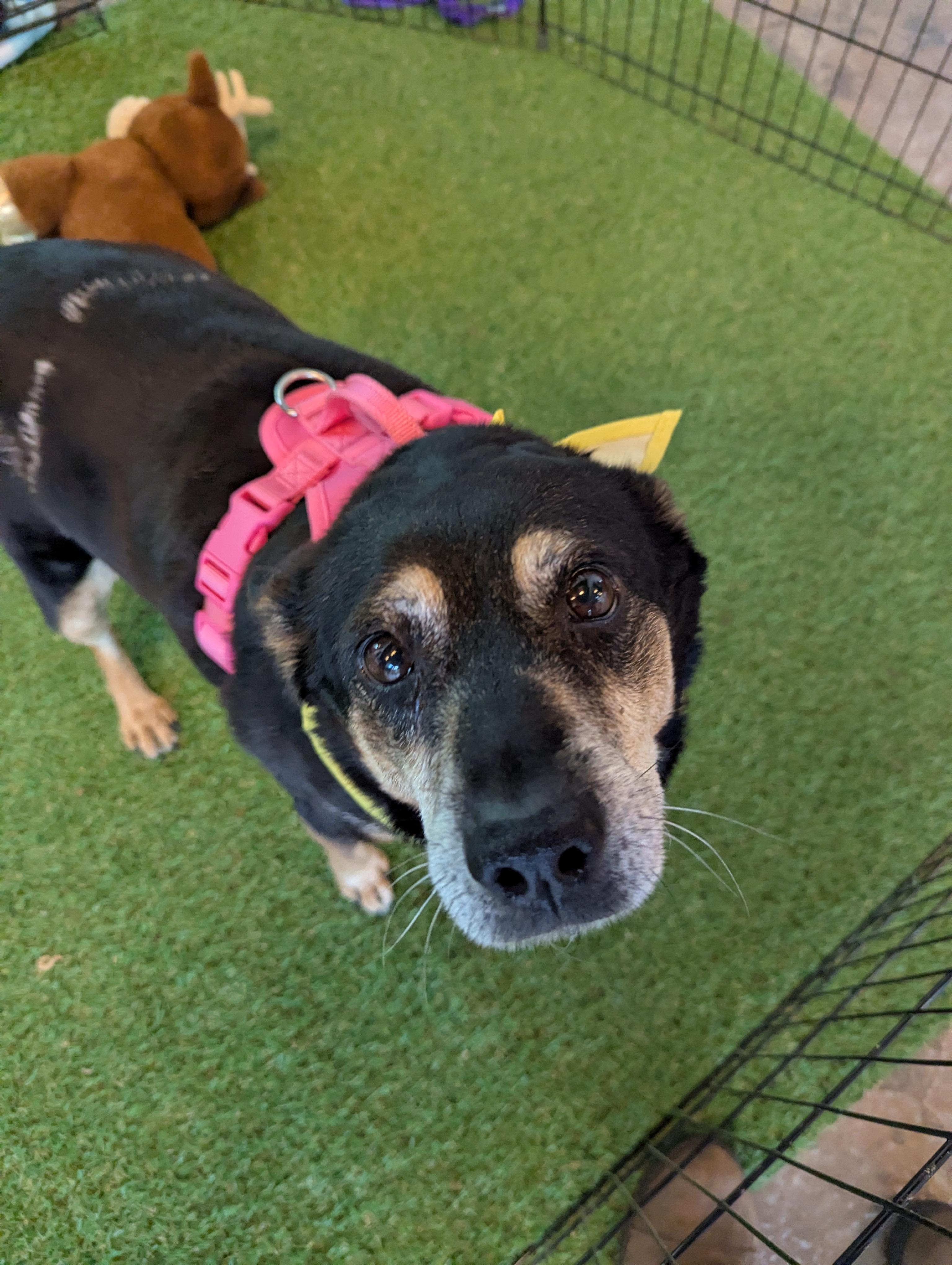 Enlarge Hattie, a Adoptable mixed breed in Raeford, NC image 1/6