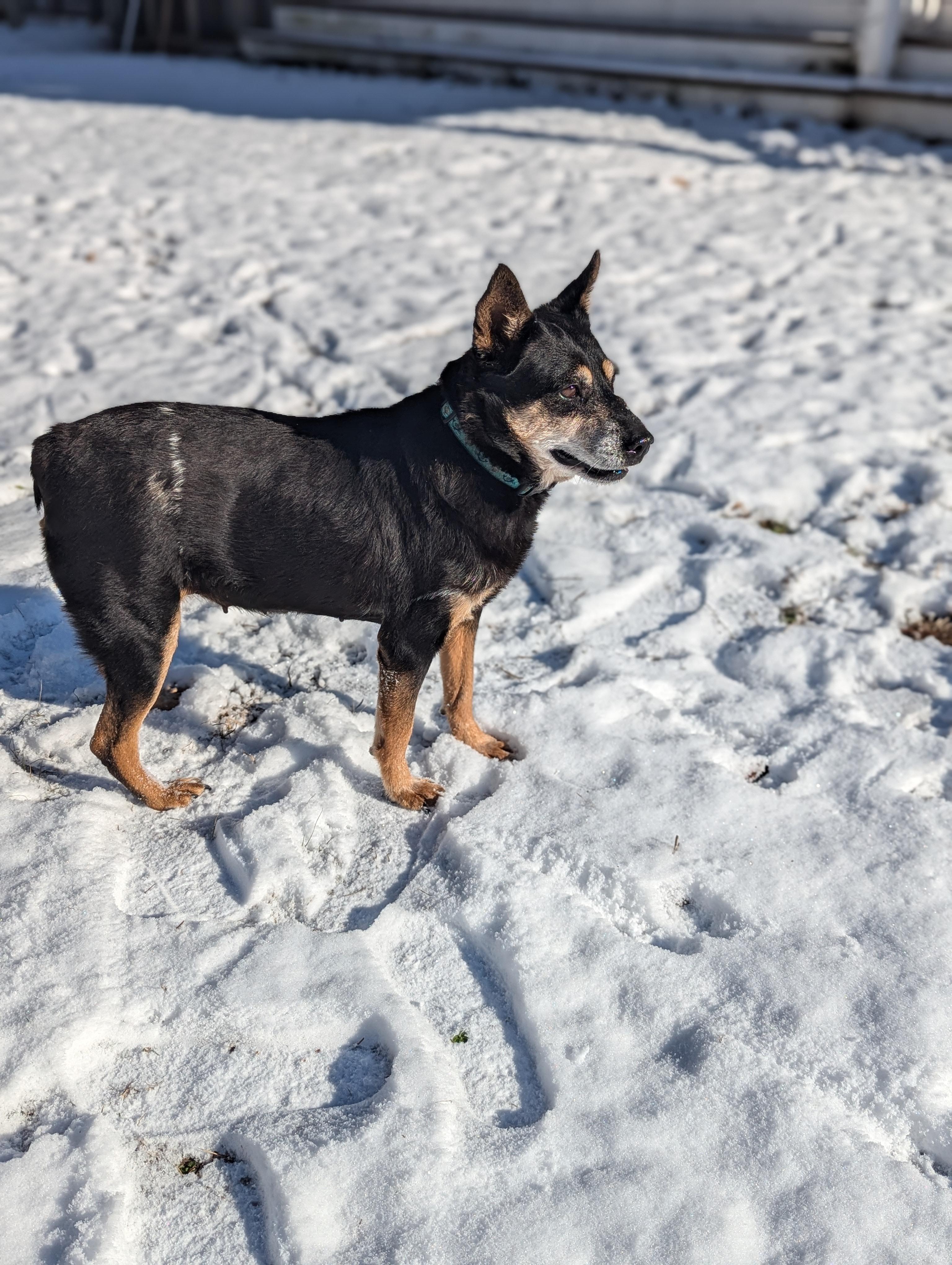 Enlarge Hattie, a Adoptable mixed breed in Raeford, NC image 5/6