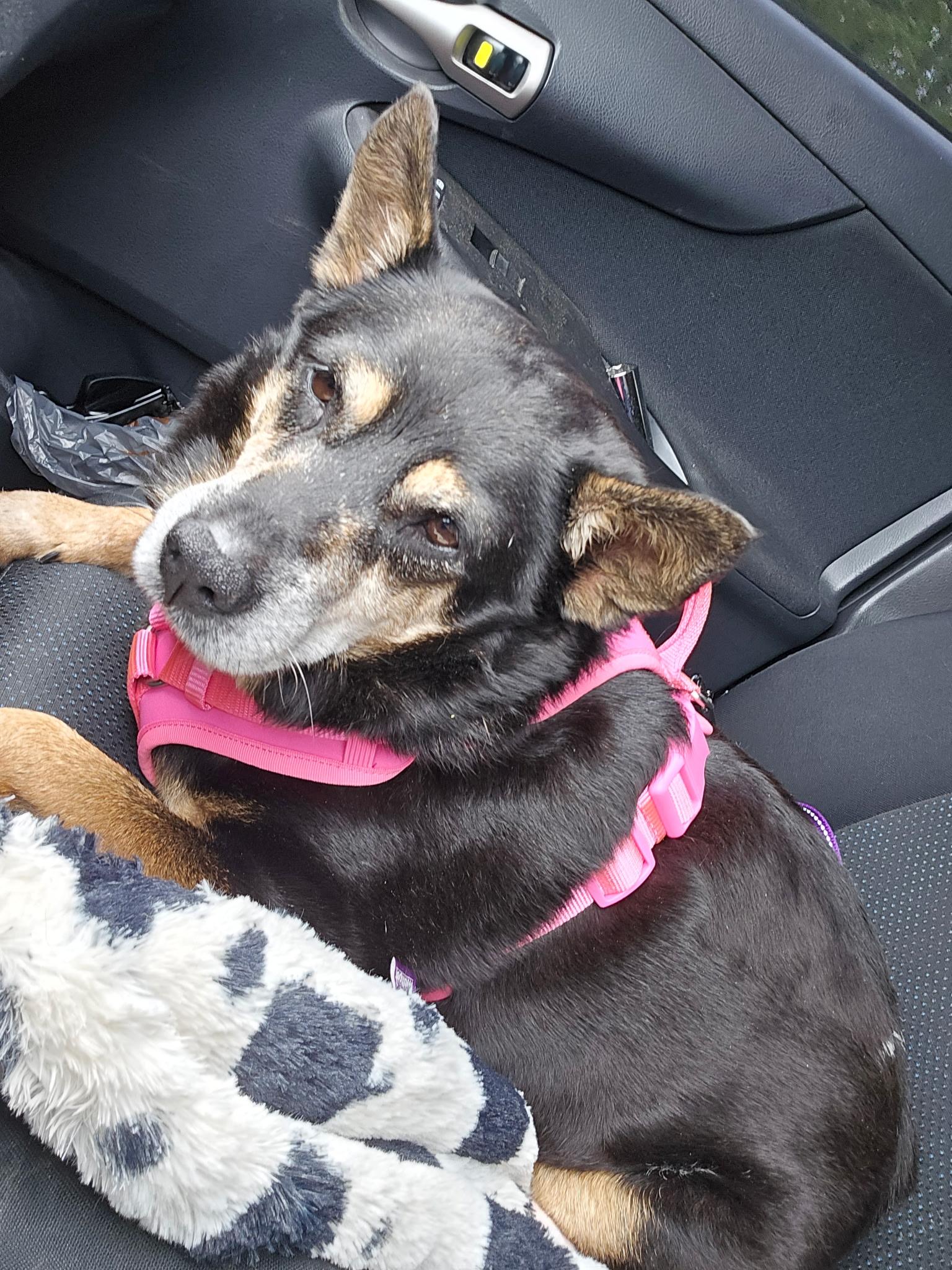 Enlarge Hattie, a Adoptable mixed breed in Raeford, NC image 6/6