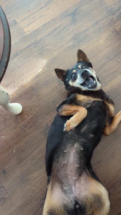 Enlarge Hattie, a Adoptable mixed breed in Raeford, NC video 3/6