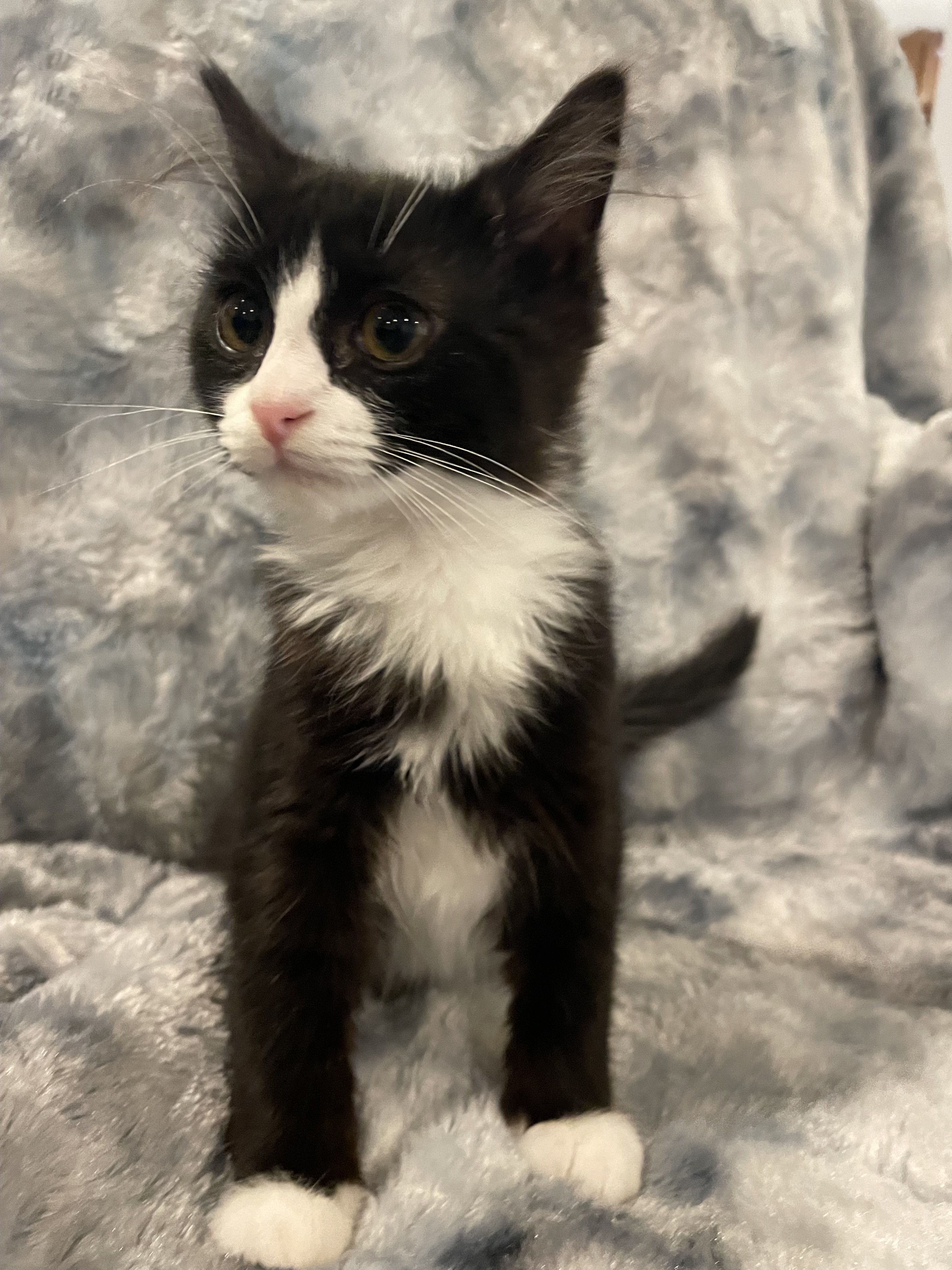 Cat for adoption Bubbles & SparklesBonded & Adoptable 10/4/24, a